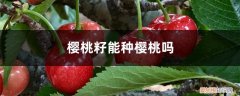 樱桃籽能种樱桃吗 樱桃籽能种樱桃吗