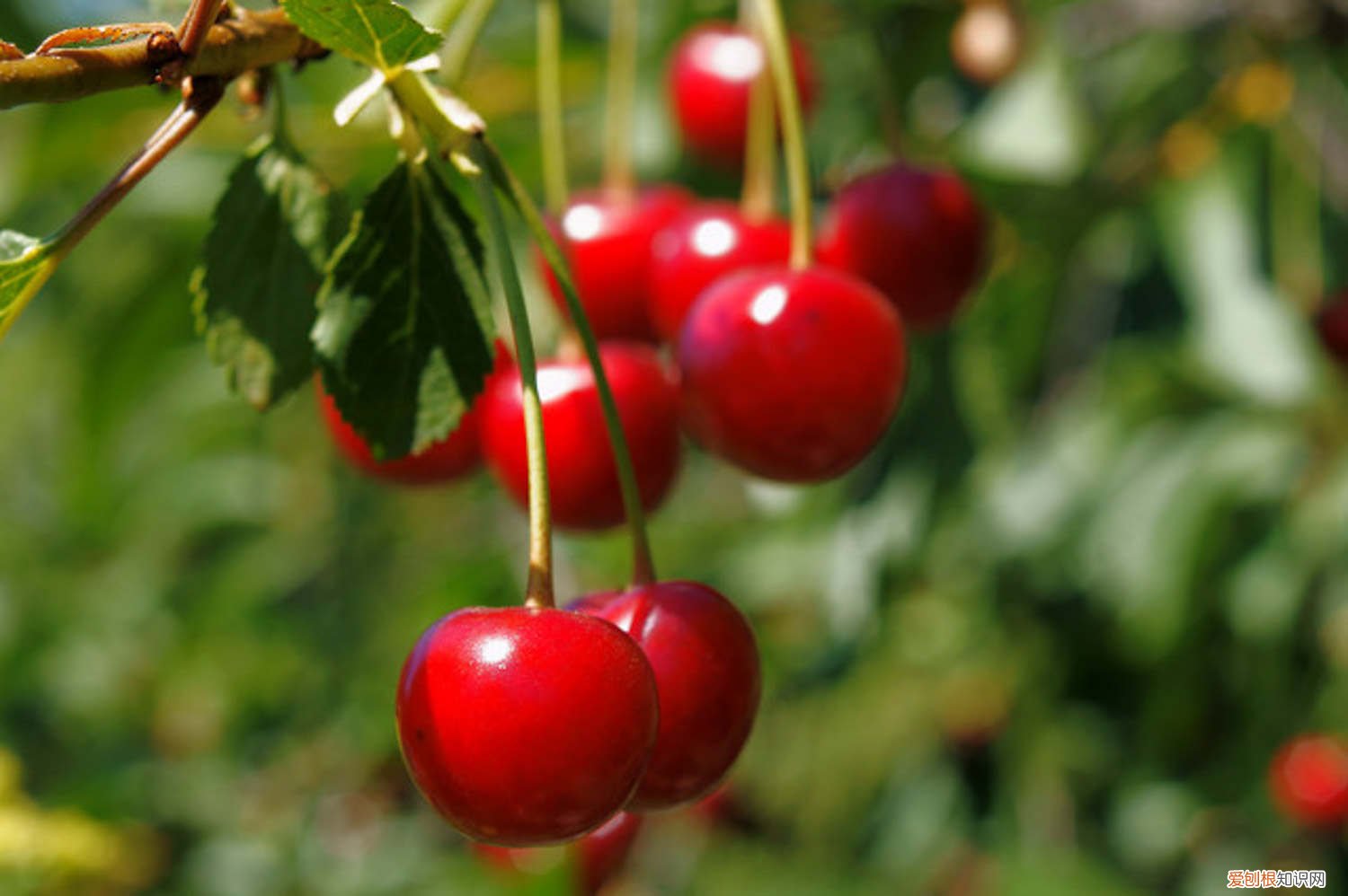 樱桃籽能种樱桃吗 樱桃籽能种樱桃吗