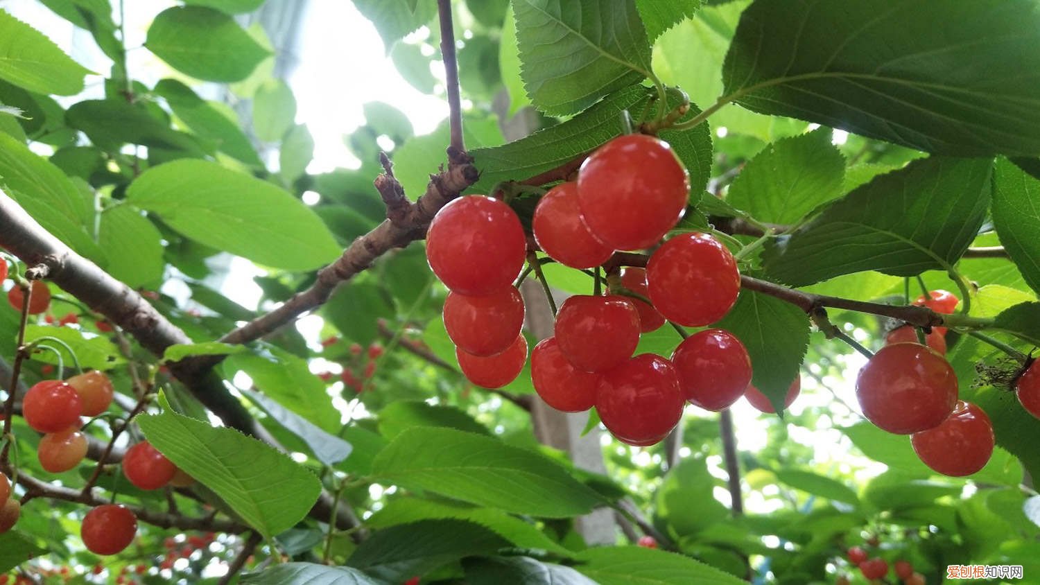 樱桃籽能种樱桃吗 樱桃籽能种樱桃吗