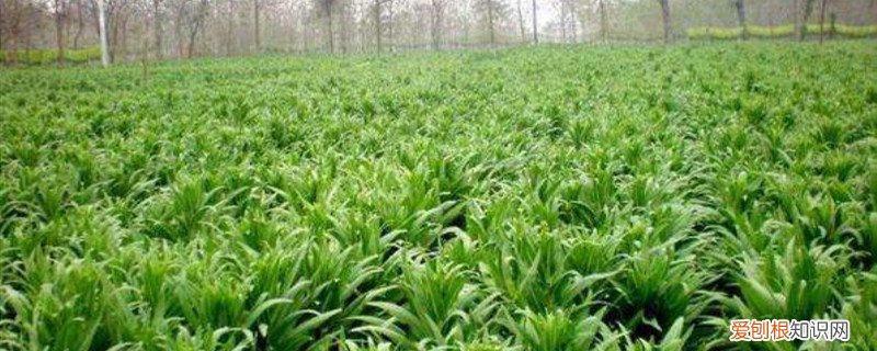 贡菜的栽培技术 贡菜种植枝术，贡菜新鲜的长什么样子