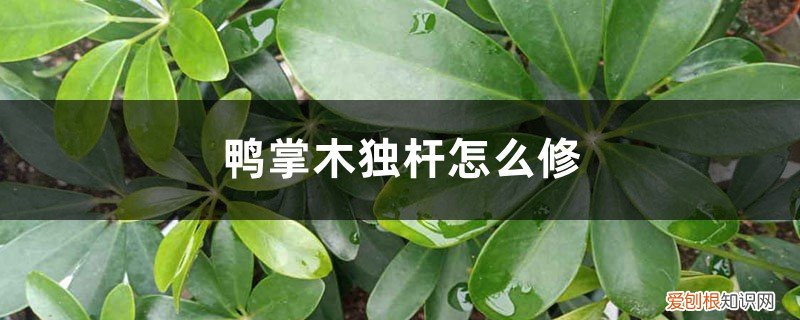 鸭脚木独杆怎么修剪 鸭掌木独杆怎么修剪