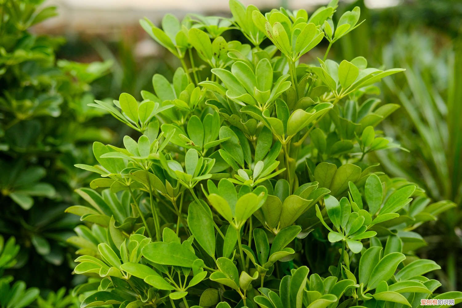 鸭脚木独杆怎么修剪 鸭掌木独杆怎么修剪