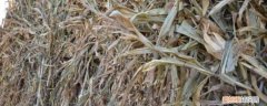 玉米发酵做有机肥底肥方法 方法和好处 玉米秸秆发酵有机肥