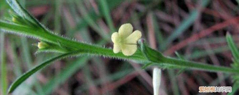 独脚金如何种植 独脚金的种植方法、栽培技术