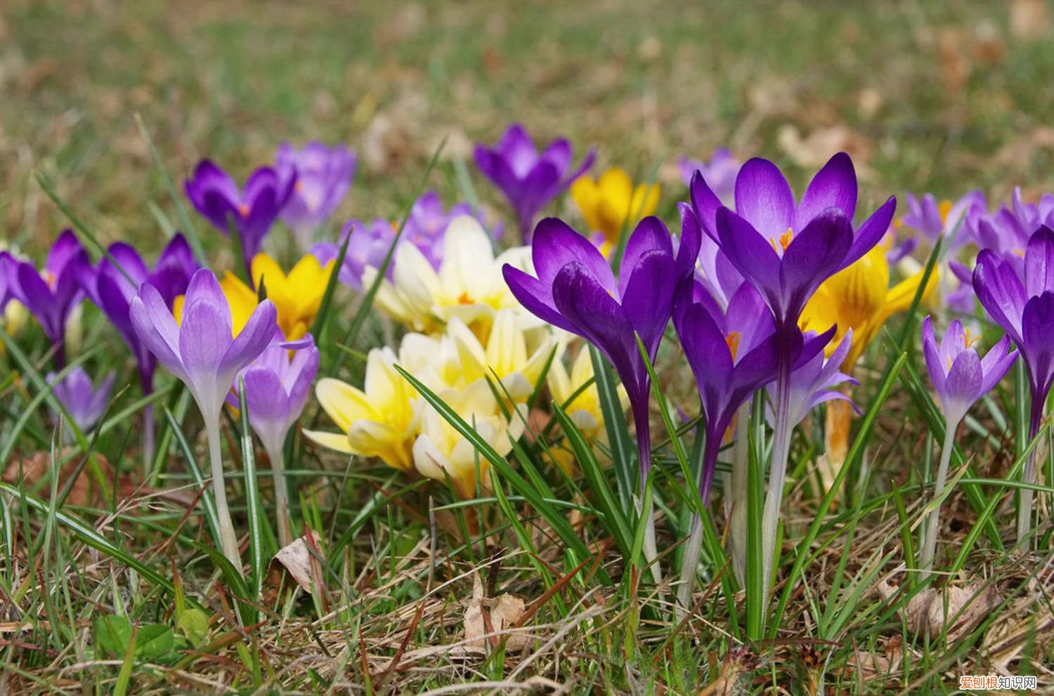 红花种球的种植方法 室内养殖方法 番红花种球种植方法