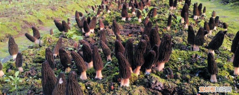 羊肚菌栽培流程 时间和管理方法 羊肚菌的种植技术