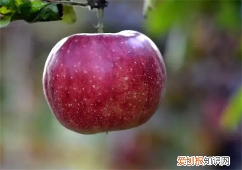 孕妇吃什么水果，孕妇吃什么水果止咳化痰效果最好