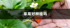 草莓种子的种植时间 取种和催芽 草莓种子的种植方法，几月份播种