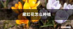 藏红花种植条件及环境 藏红花种植条件和地区、方法