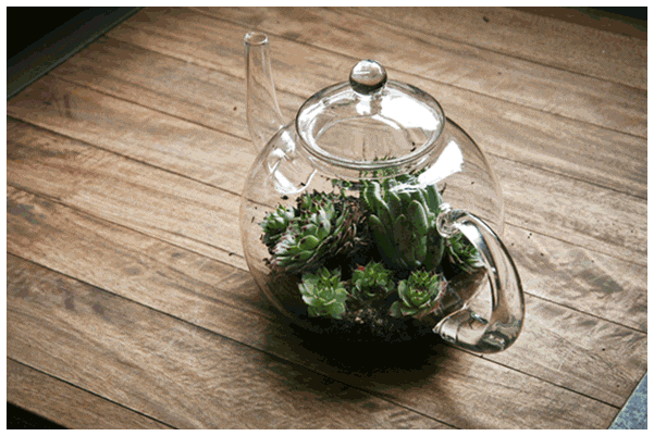 多肉多长时间修根，别偷懒！多肉修根才能长更快！