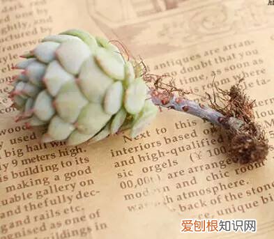 多肉多长时间修根，别偷懒！多肉修根才能长更快！