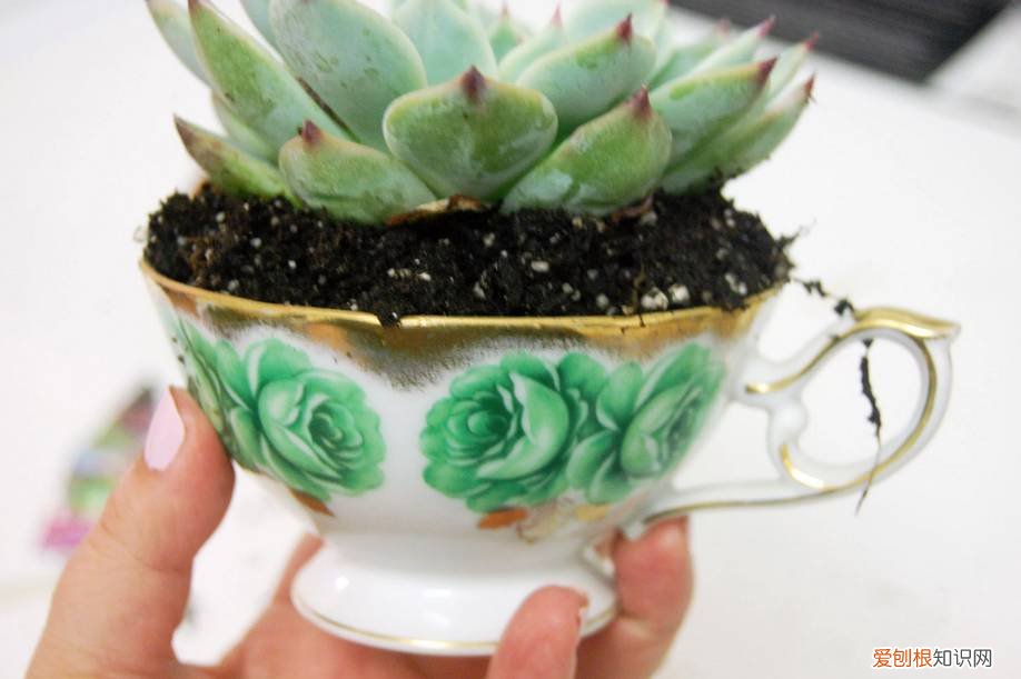 多肉多长时间修根，别偷懒！多肉修根才能长更快！