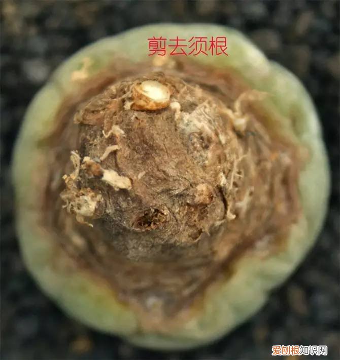 多肉多长时间修根，别偷懒！多肉修根才能长更快！