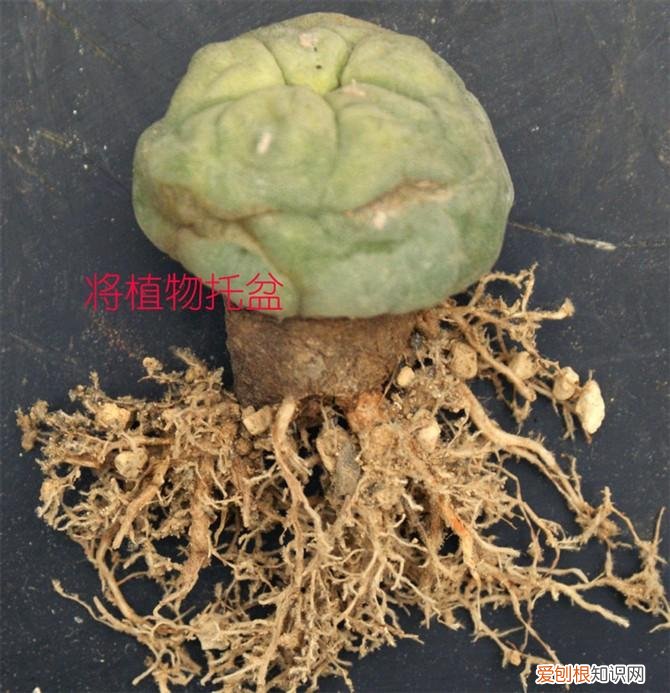 多肉多长时间修根，别偷懒！多肉修根才能长更快！