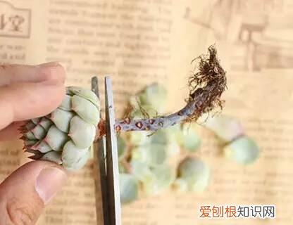 多肉多长时间修根，别偷懒！多肉修根才能长更快！