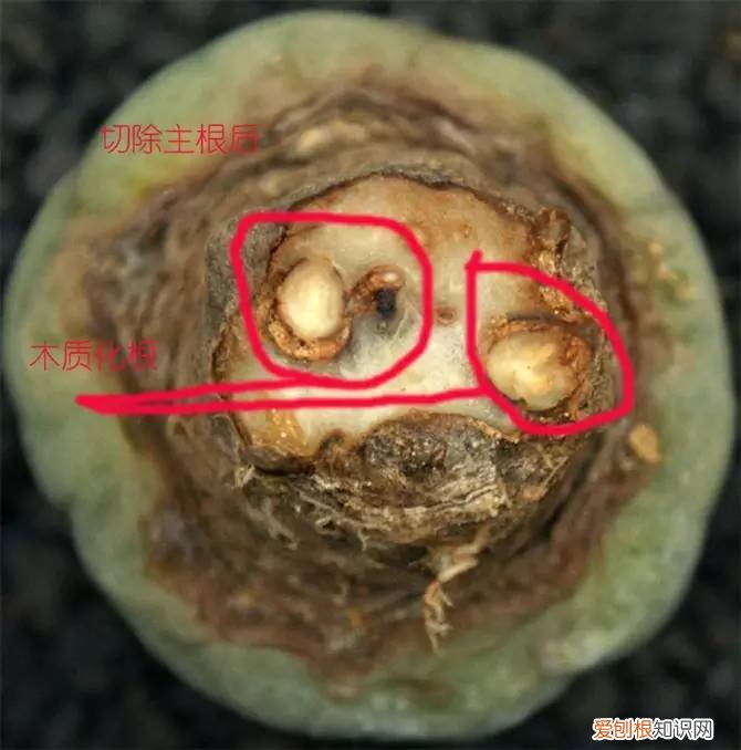 多肉多长时间修根，别偷懒！多肉修根才能长更快！