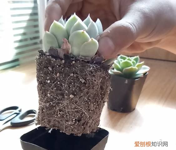 多肉多长时间修根，别偷懒！多肉修根才能长更快！
