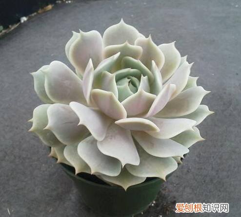 多肉多长时间修根，别偷懒！多肉修根才能长更快！