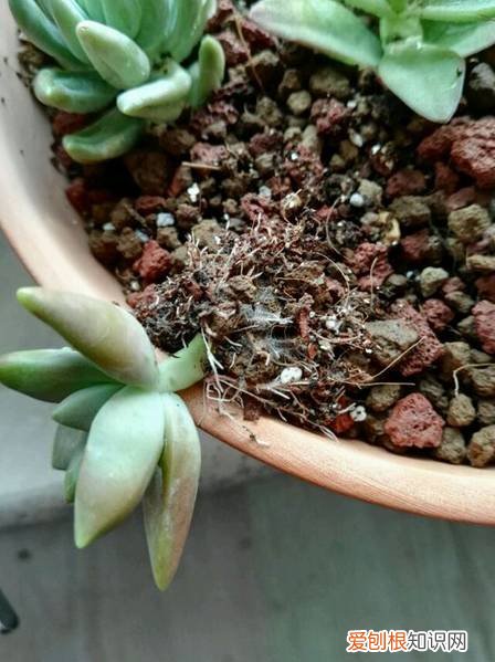 多肉多长时间修根，别偷懒！多肉修根才能长更快！