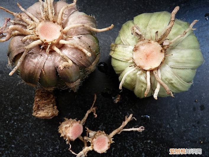 多肉多长时间修根，别偷懒！多肉修根才能长更快！