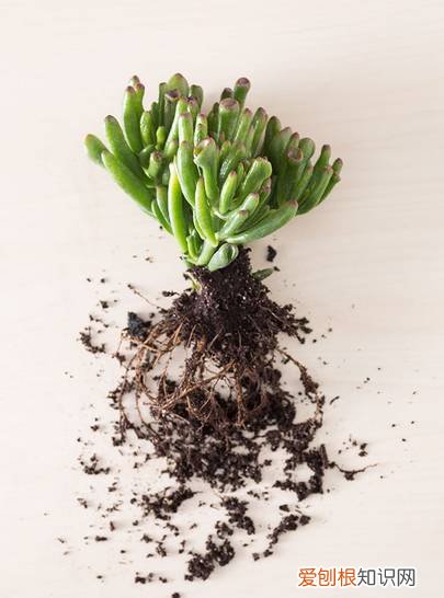 多肉多长时间修根，别偷懒！多肉修根才能长更快！