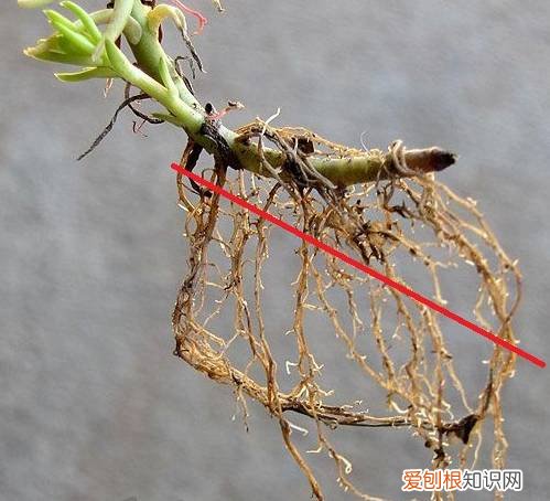 多肉多长时间修根，别偷懒！多肉修根才能长更快！
