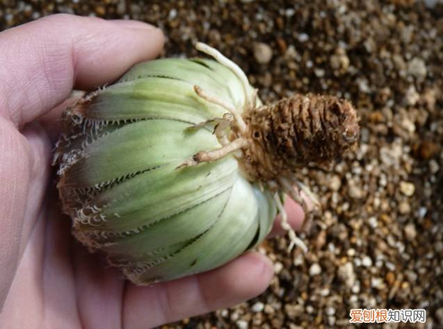 多肉多长时间修根，别偷懒！多肉修根才能长更快！