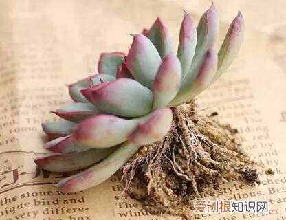 多肉多长时间修根，别偷懒！多肉修根才能长更快！