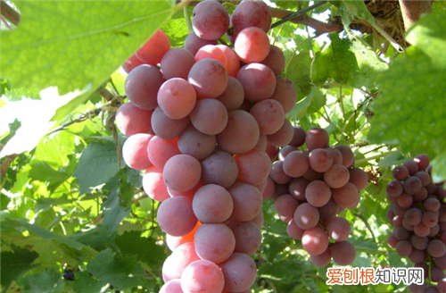 孕妇不能吃的水果,孕妇不能吃的水果和蔬菜