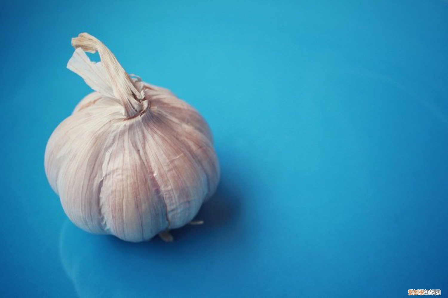 自己家怎样种蒜黄 在家怎么种蒜黄，家里怎么种蒜黄长得快