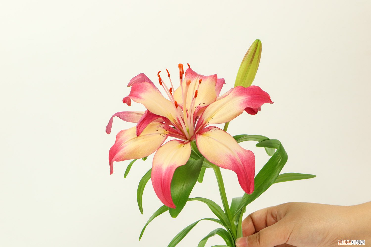 百合花种植时间与方法 百合种植方法和时间，花后怎么处理