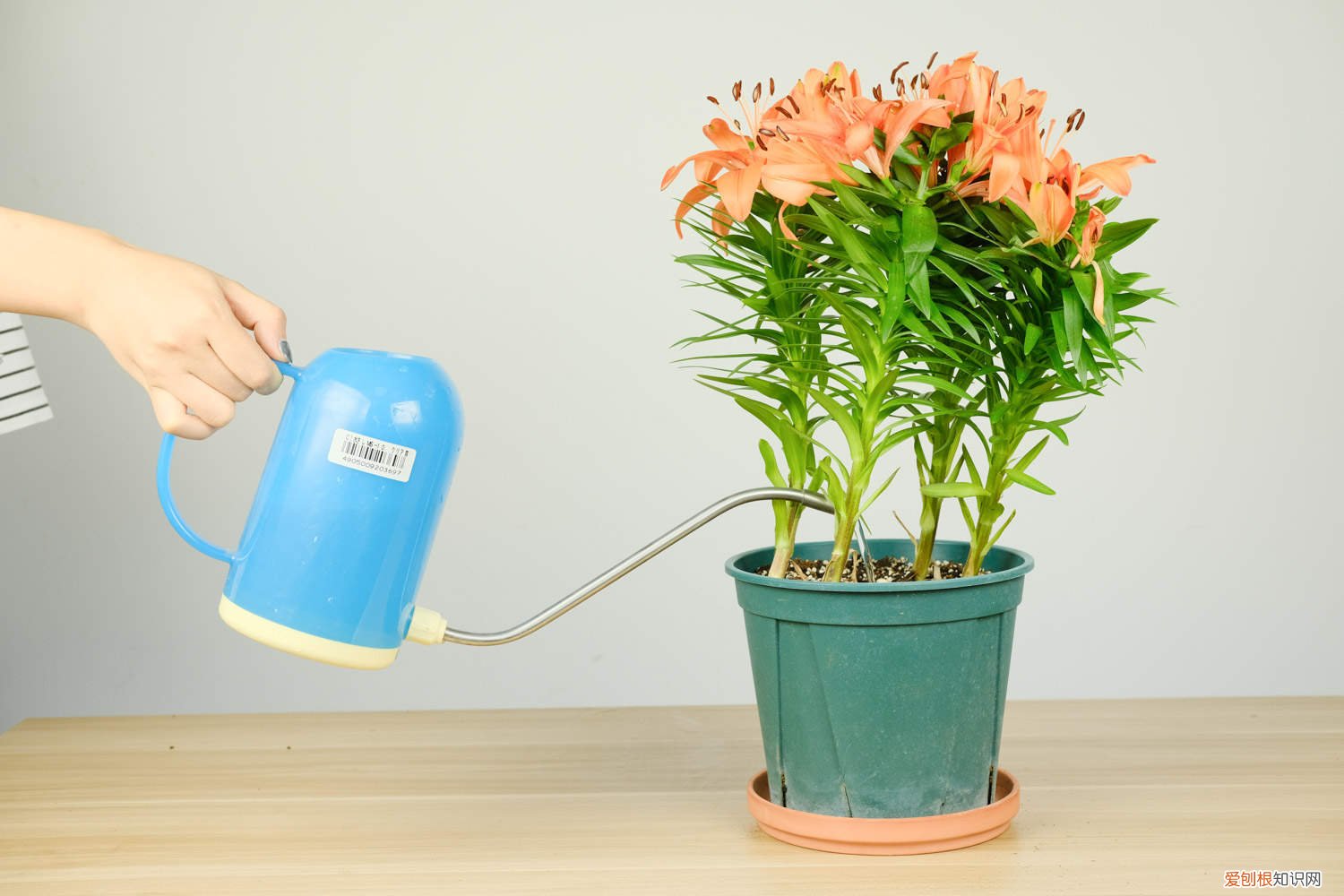 百合花种植时间与方法 百合种植方法和时间，花后怎么处理