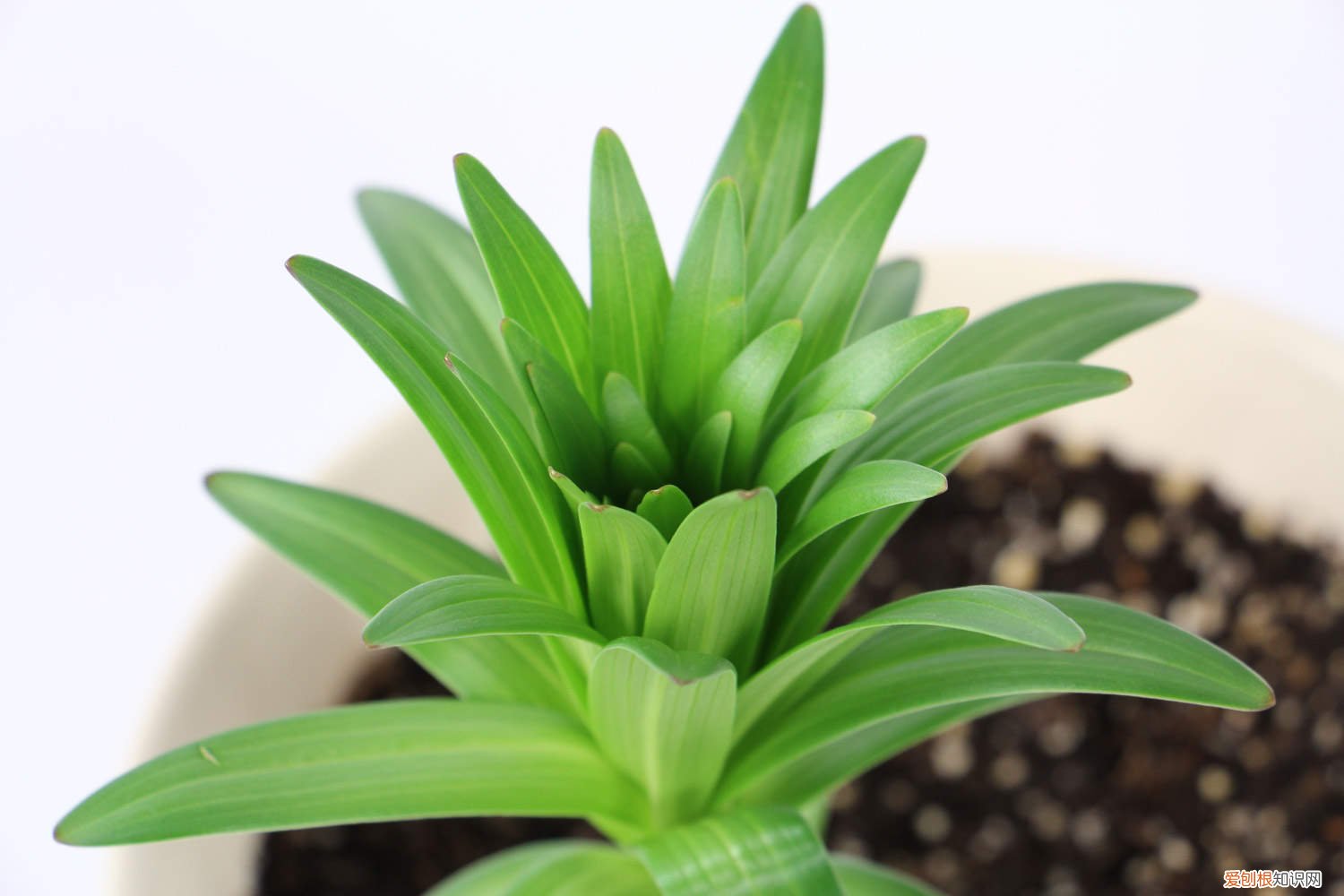 百合花种植时间与方法 百合种植方法和时间，花后怎么处理