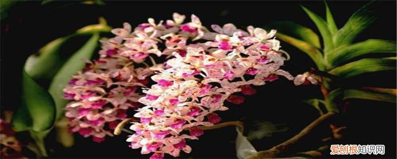 狐尾兰怎么养,用什么种植好 狐尾兰怎么养，用什么种植