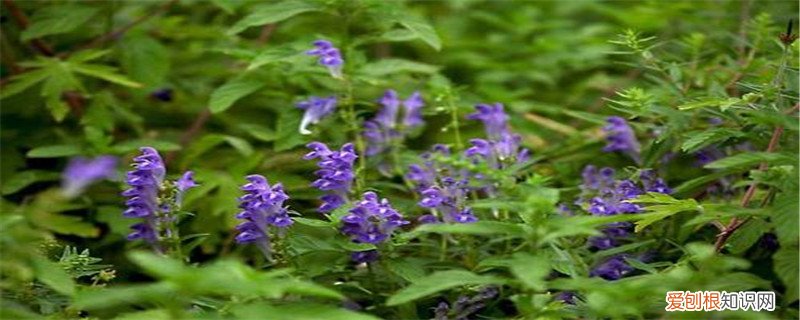 黄芩的种植方法及条件,种植几年能收获到 黄芩的种植方法及条件，种植几年能收获