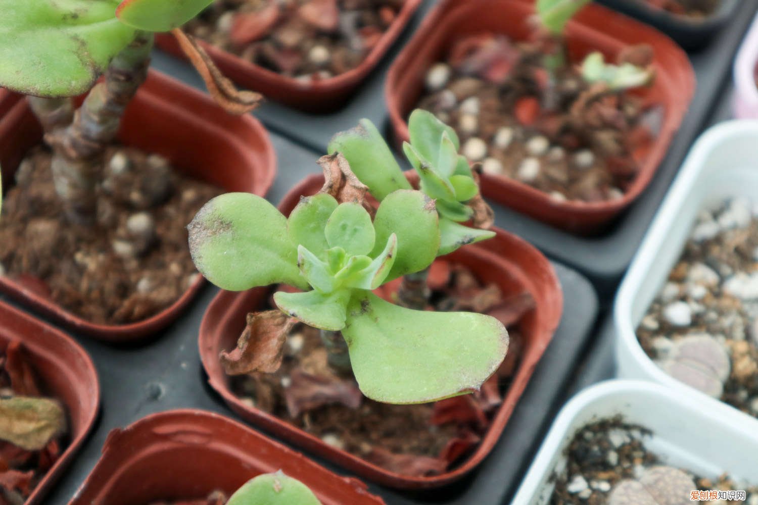 红梅盆栽养殖方法和技术 红梅盆栽养殖方法