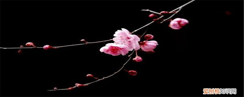 红梅盆栽养殖方法和技术 红梅盆栽养殖方法