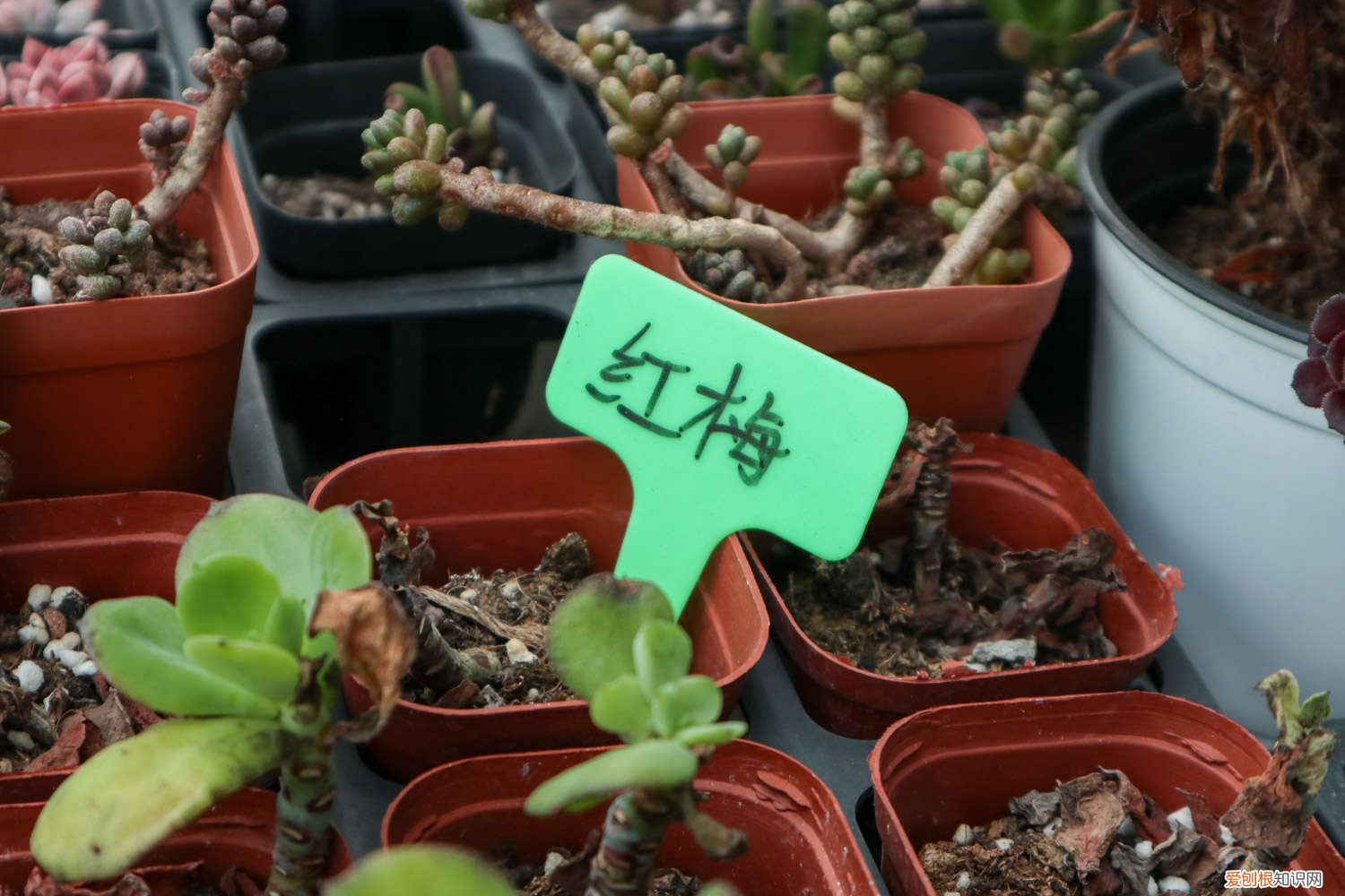 红梅盆栽养殖方法和技术 红梅盆栽养殖方法