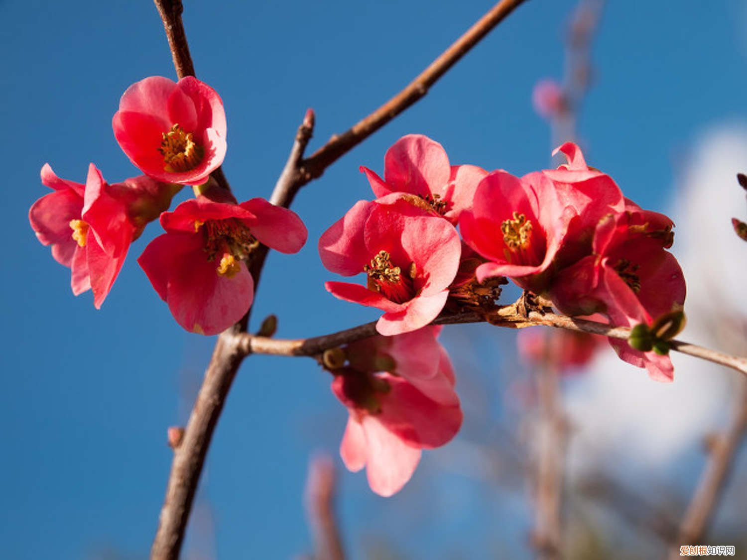 木瓜怎样种植?木瓜种植的方法 木瓜怎么种植盆栽