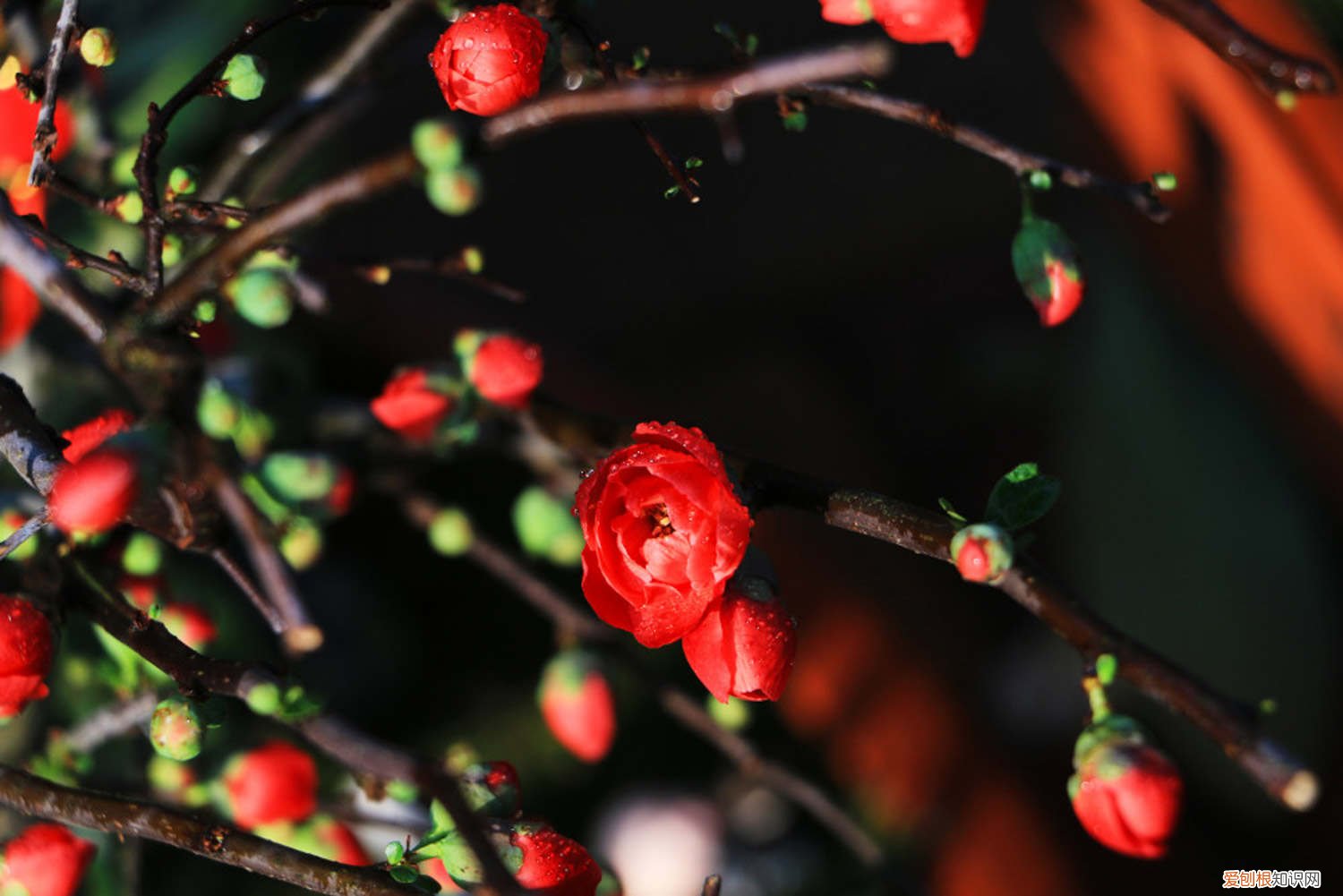 木瓜怎样种植?木瓜种植的方法 木瓜怎么种植盆栽