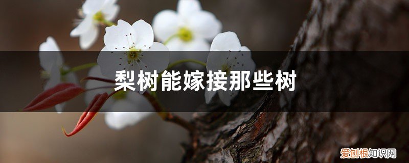 梨树和苹果树能嫁接吗 梨树可以嫁接什么树,苹果和桃树可以吗