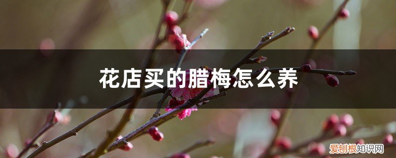怎样水养腊梅花 买回家的腊梅花怎么养，水培怎么养