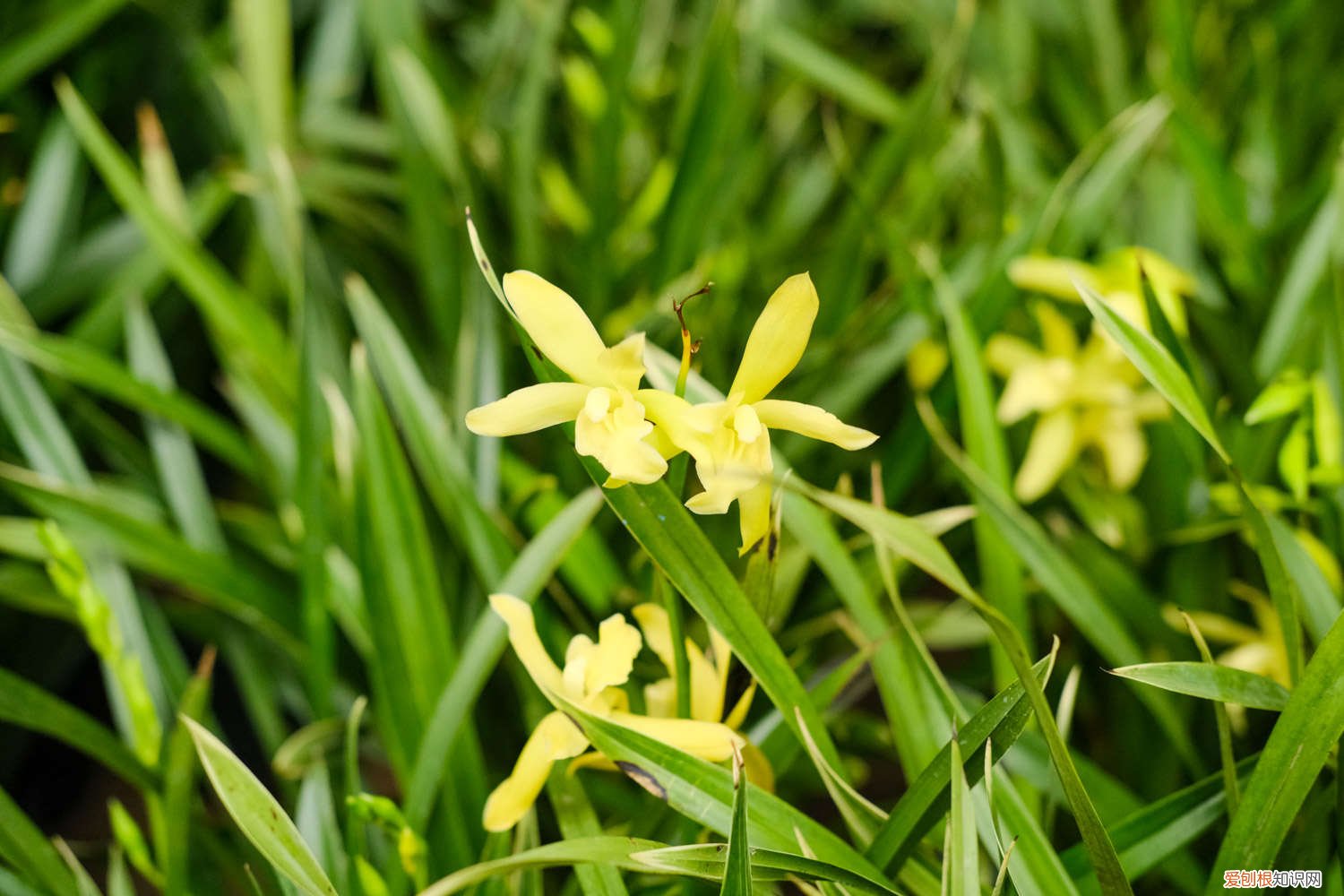 兰花冬季如何施肥 兰花冬天怎么施肥，施什么肥最好