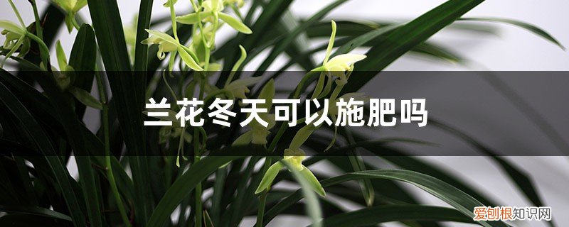 兰花冬季如何施肥 兰花冬天怎么施肥，施什么肥最好