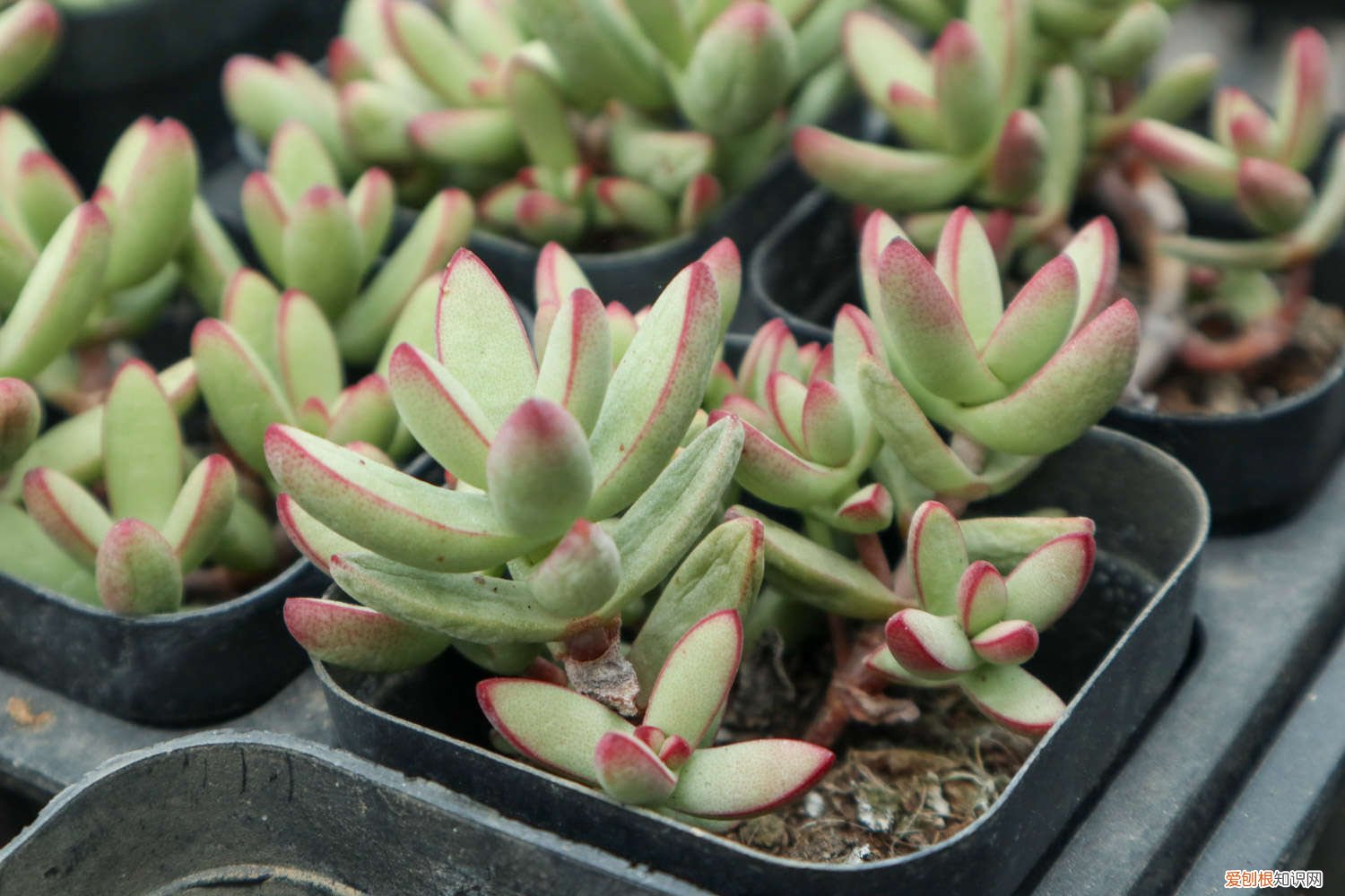 肉肉买来可以直接种吗 新买的肉肉如何种植，割下来的肉肉怎么种植