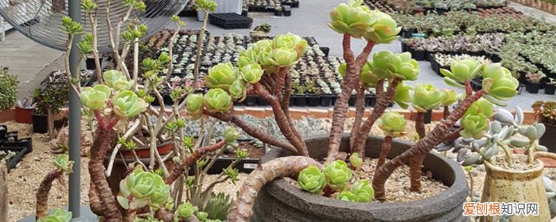 肉肉买来可以直接种吗 新买的肉肉如何种植，割下来的肉肉怎么种植