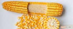 玉米种MC670 mc670玉米种子介绍 玉米种子怎么种
