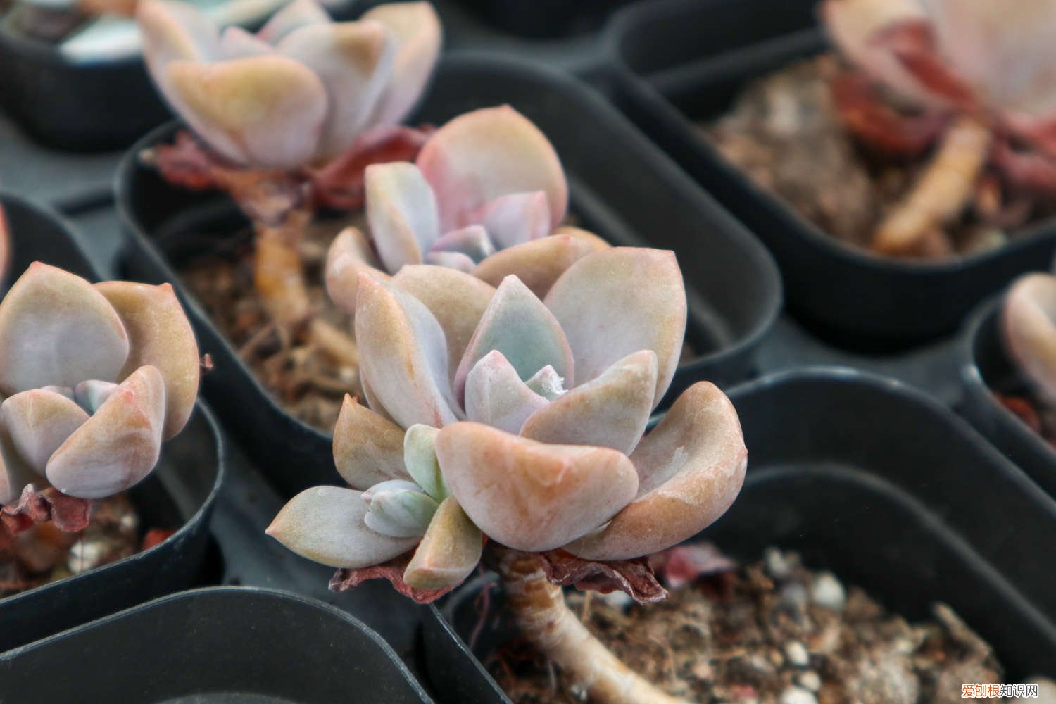 吉娃娃怎么养成多头 吉娃娃多肉怎么养，怎么变多头