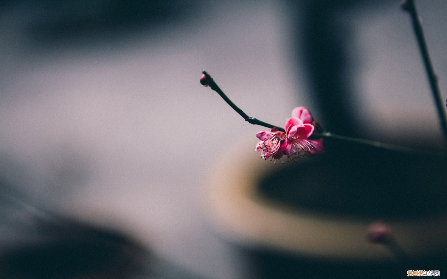 梅花怎么种植和养护,怎么繁殖的 梅花怎么种植和养护，怎么繁殖