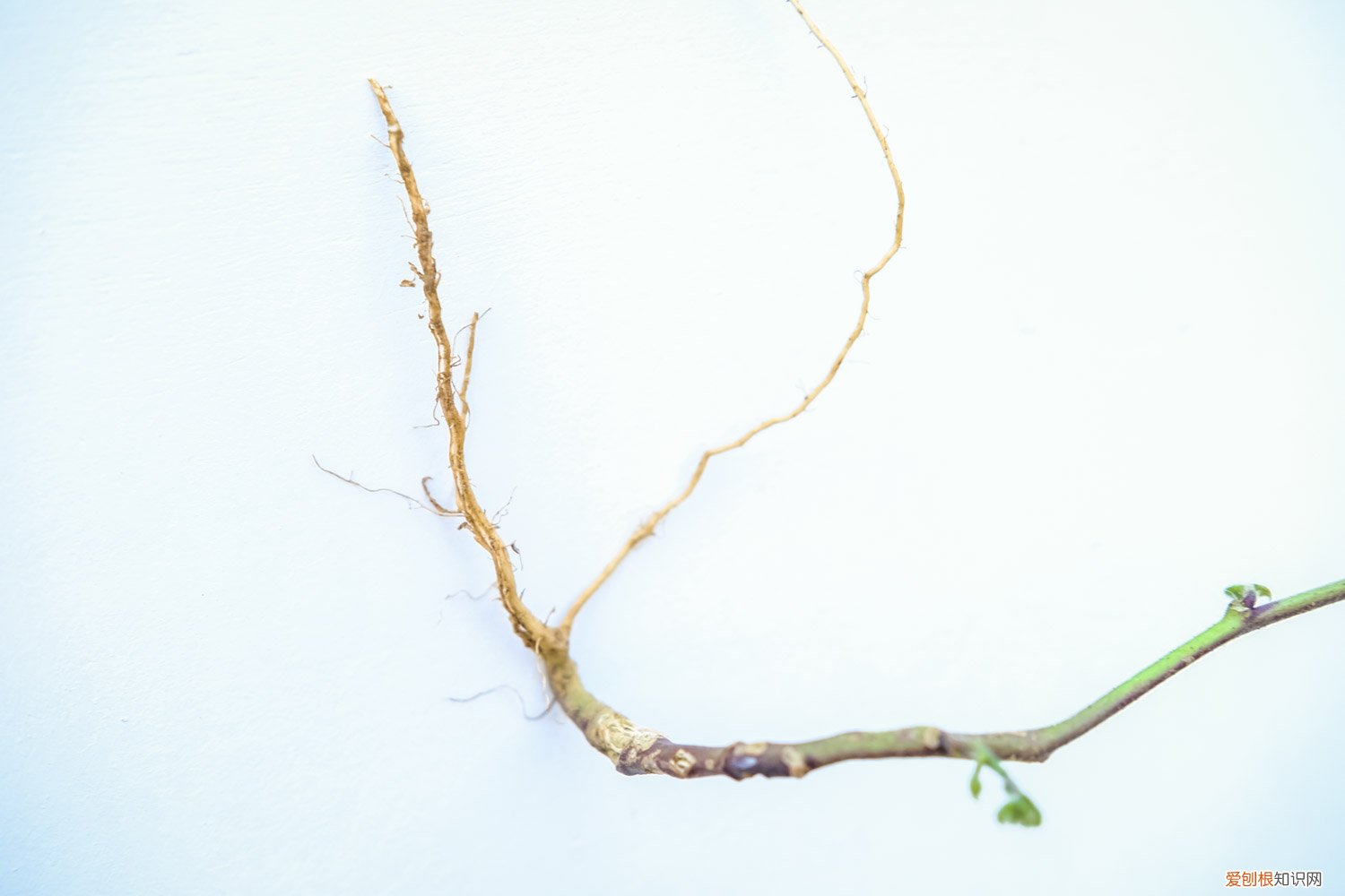 喇叭花是什么季节开花的呀? 喇叭花什么季节开，喇叭花的特点是什么